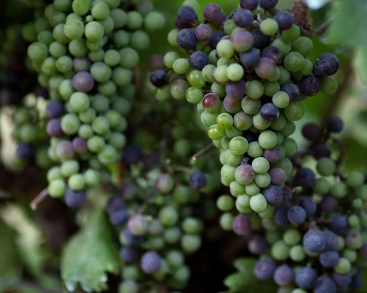 (株)いまむらワイン&カンパニー